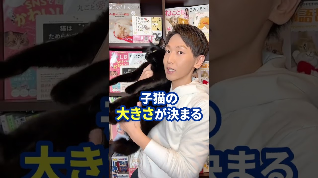 猫好きでも知らない猫の面白い雑学７選