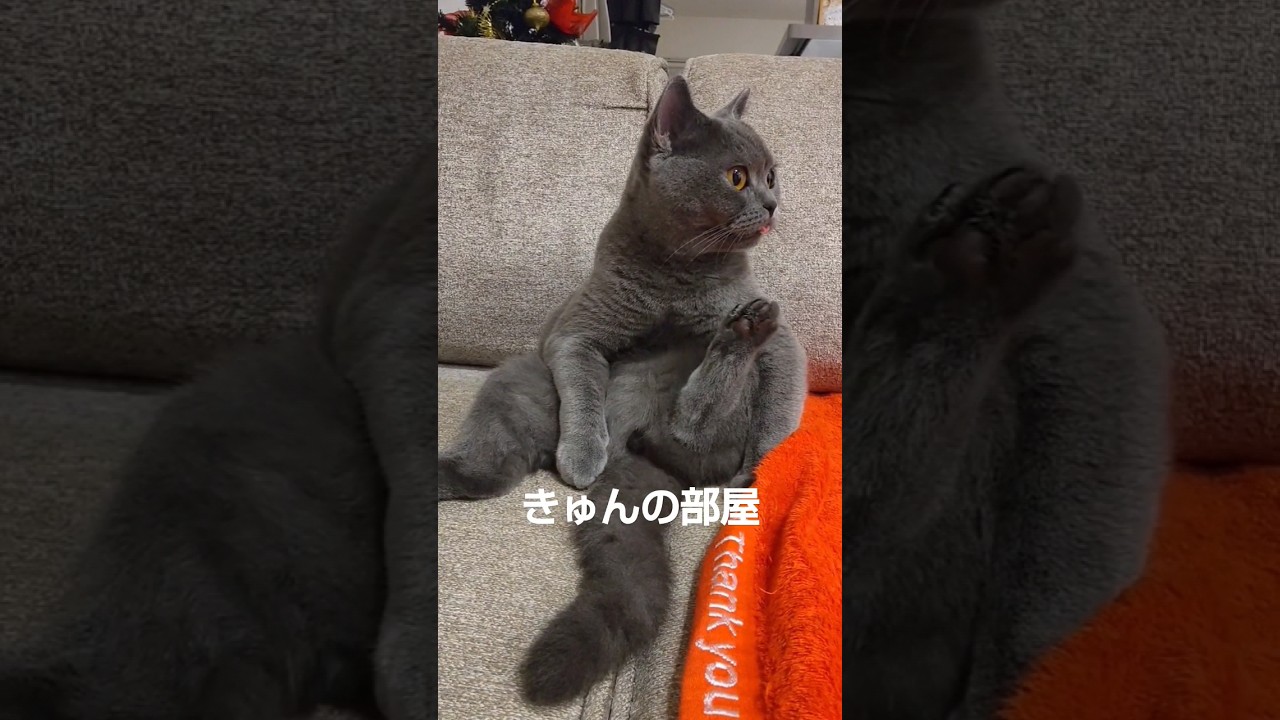 座り方#ブリティッシュショートヘア #猫#ねこ#cat