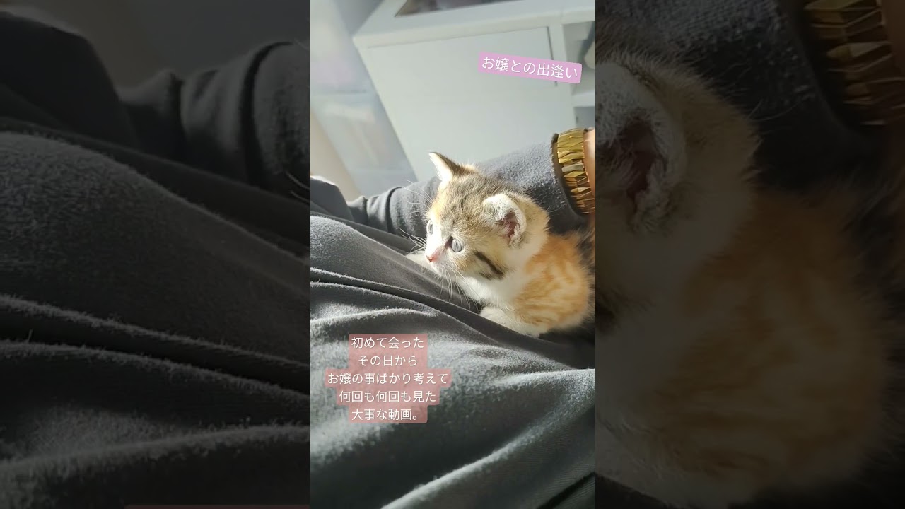お嬢との出逢い#かわいい #子猫 #shorts #cat #お嬢の猫日記 #猫