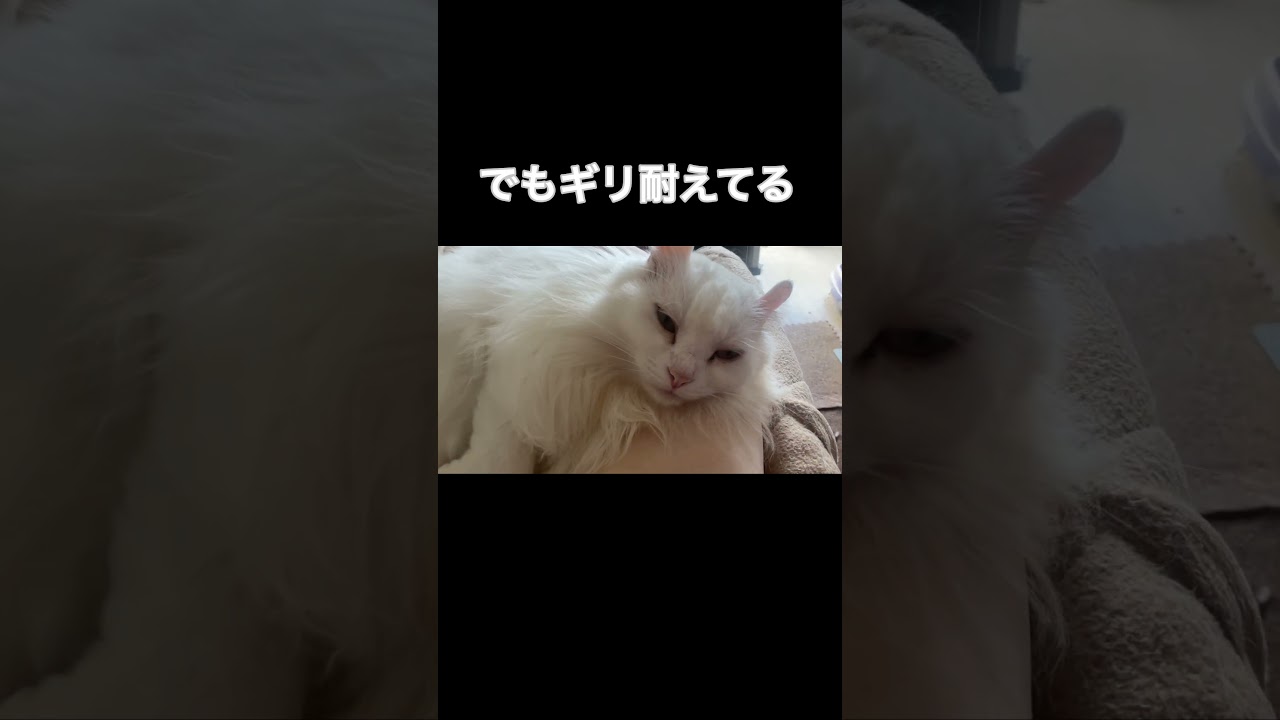 食後で眠い猫#shorts #short #アメリカンカール #猫