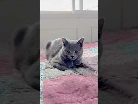 シャルトリュー 父猫はアメリカより迎えた優良血統 ブルーソリッド（フワフワなダブルコート）