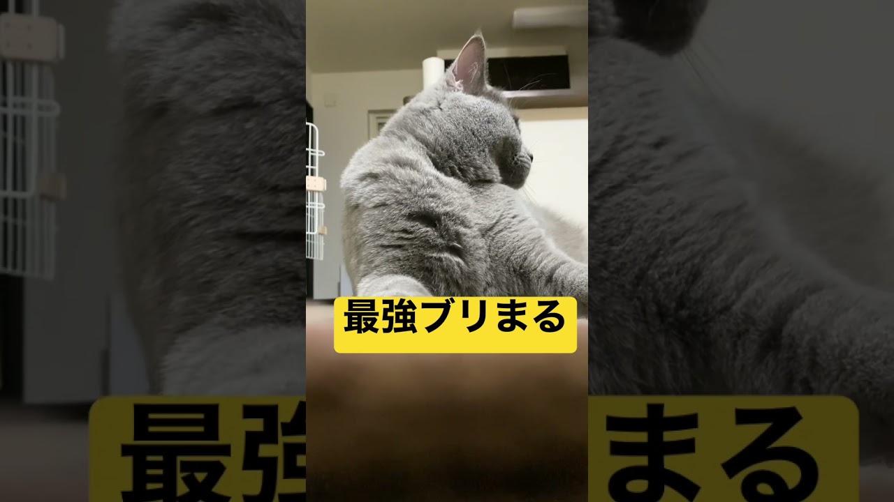 最強ボス猫#猫#ブリティッシュショートヘア#黒猫