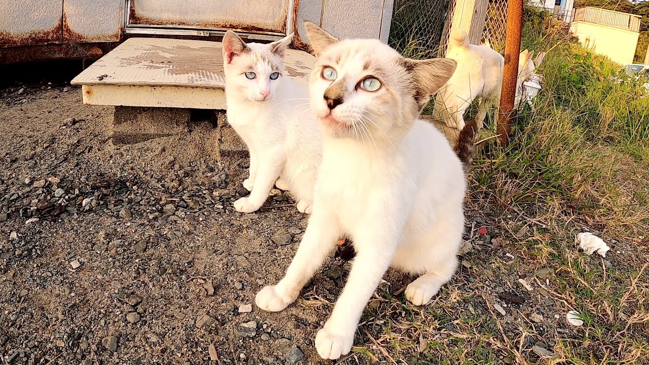 ブルーの瞳でジッと見つめてくるシャム猫兄弟が可愛すぎる