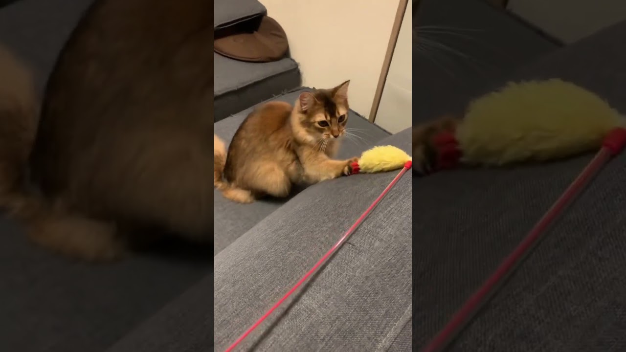 ソファ捨てる前に思う存分遊ぼう！ #ソマリ #いやしねこ #しっぽ吸い