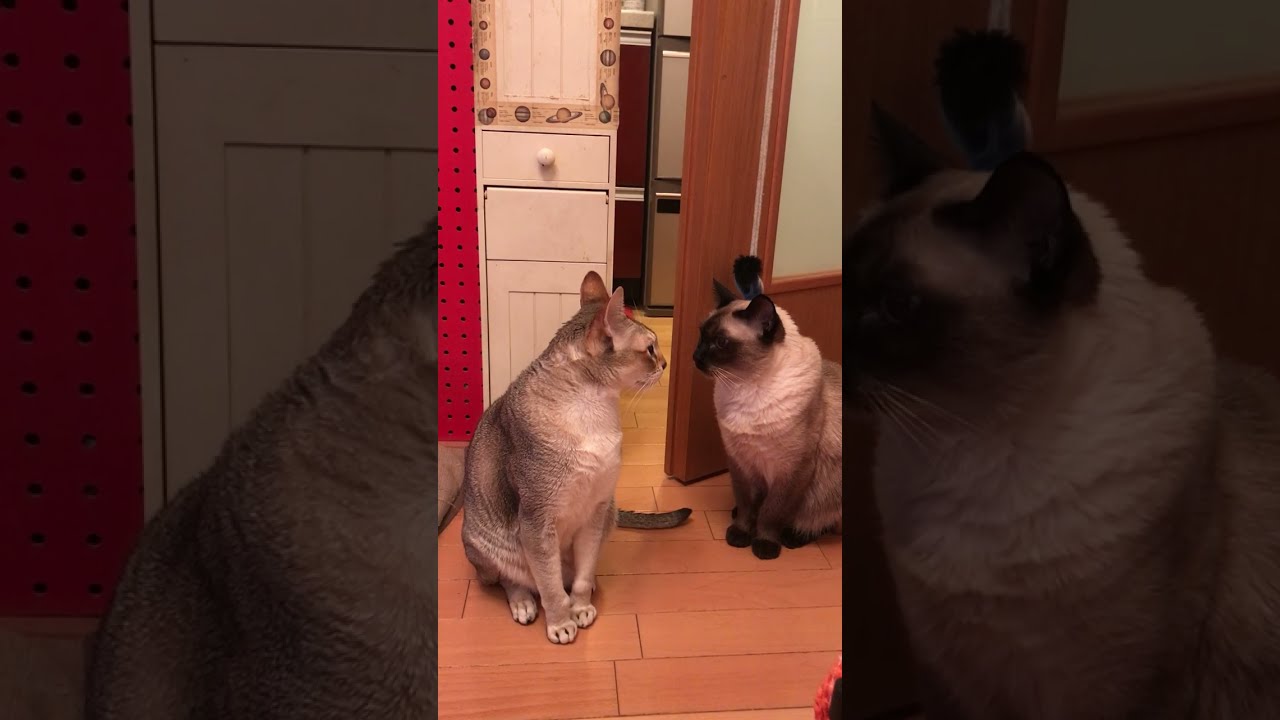 そわそわ並んでいるシンガプーラとたぬき猫なのにゃ♪