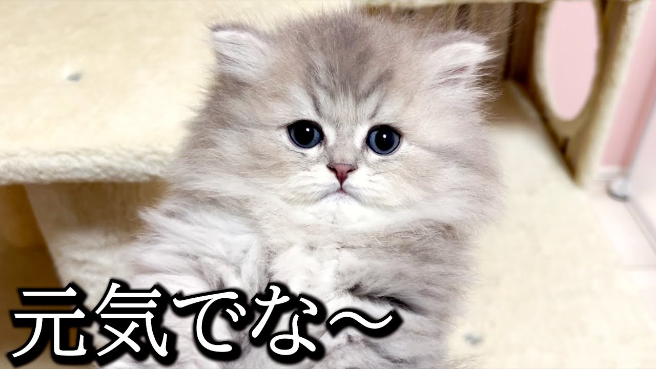 【ペルシャの子猫】子猫達との別れの日!!みんな元気でね～と願う件 ∼猫のいる生活Vol.672~ 出産動画 マンチカン短足・ミヌエット・ペルシャ猫専門ブリーダー『ペット蔵人』【子猫の成長記録】