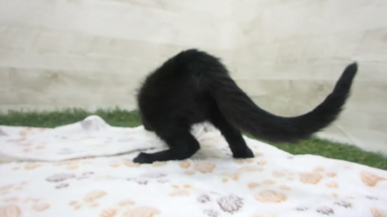 Coo&RIKU　No00625874 ボンベイ