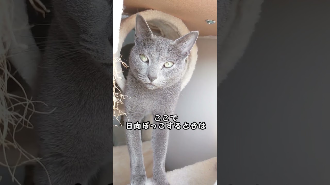 【猫動画】本人はリラックスして日向ぼっこするロシアンブルー【russianbule】#shorts　Russian blue relaxing and basking in the sun