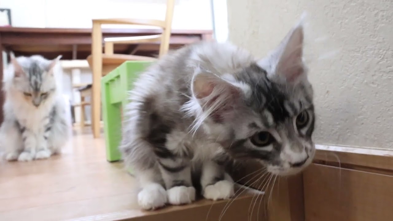 シルバープリンスメインクーンの子猫のクリストフ君