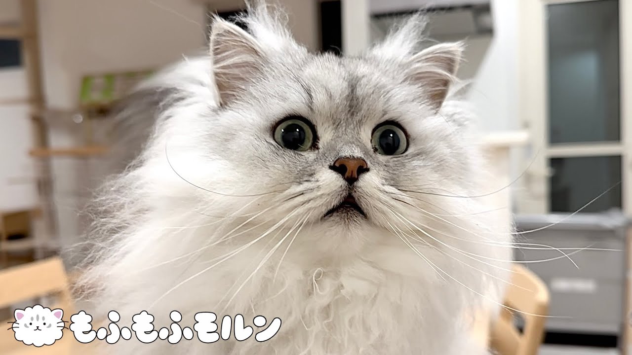 猫が気になって仕方ないもの 【サイベリアン】