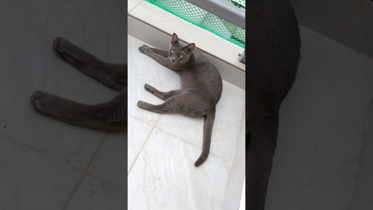 しっぽで返事をする黒猫タミちゃん💕#shorts