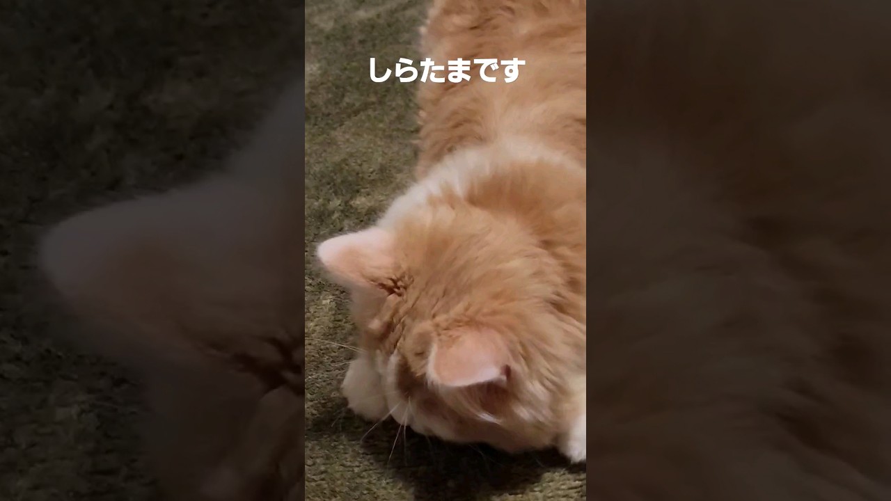 【子猫】たまにはしたい猫 #ラガマフィン #猫動画 #cat #shorts