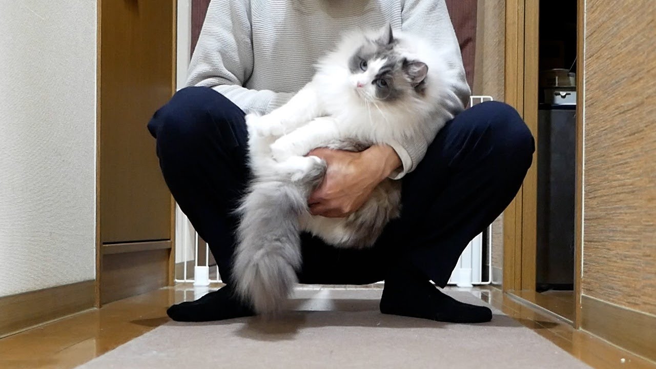 抱っこしたい飼い主に捕まっちゃったラグドールのんちゃん。