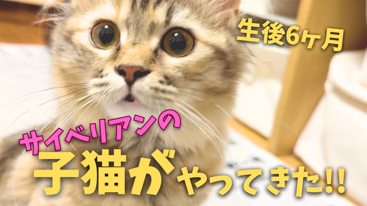 サイベリアンの女の子が我が家に！