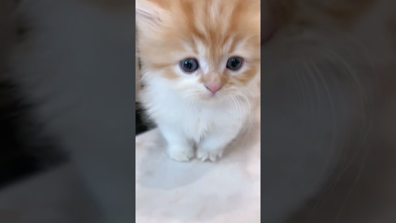 極短足マンチカン♡小ぶりなおしゃべり王子様