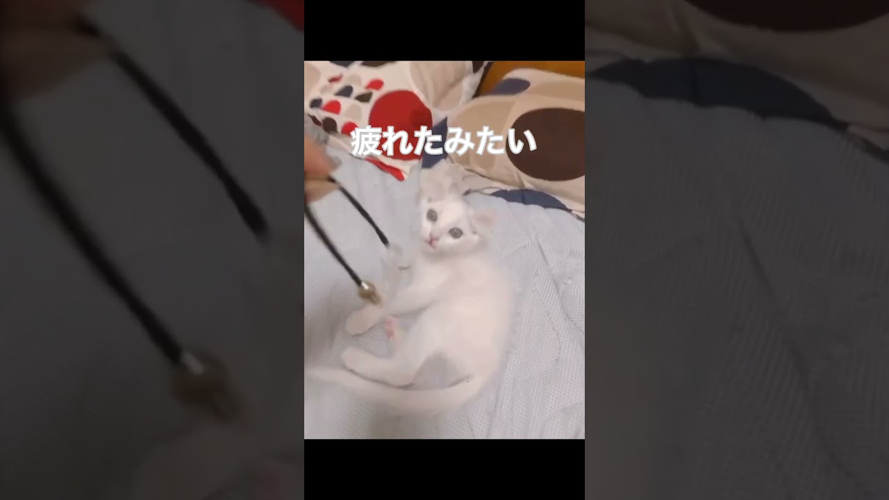 ボクシングする子猫#shorts #short #アメリカンカール #子猫#猫