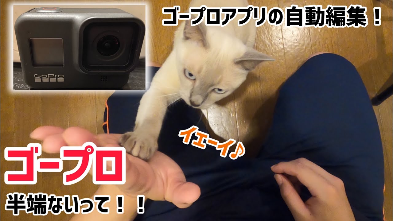ゴープロアプリの自動編集が半端ない！【猫トンキニーズ】