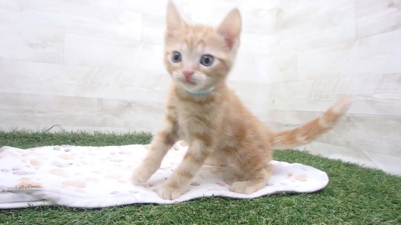 Coo&RIKU　No00626330 アメリカンショートヘアー