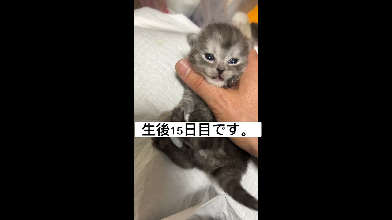 サイベリアン とても元気な男の子です。