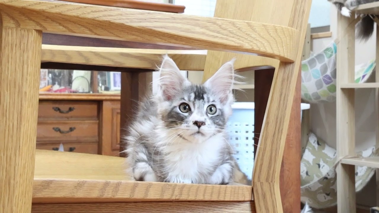 シルバープリンスメインクーン子猫のクリストフ君