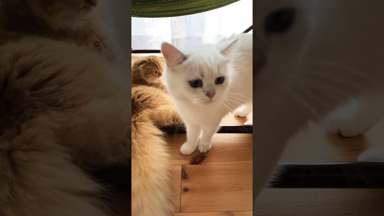 #shorts 春先猫ず