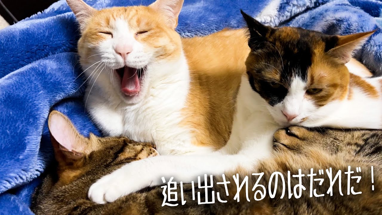 団子寝に参加するのがへたくそすぎる猫を発見してしまいました。