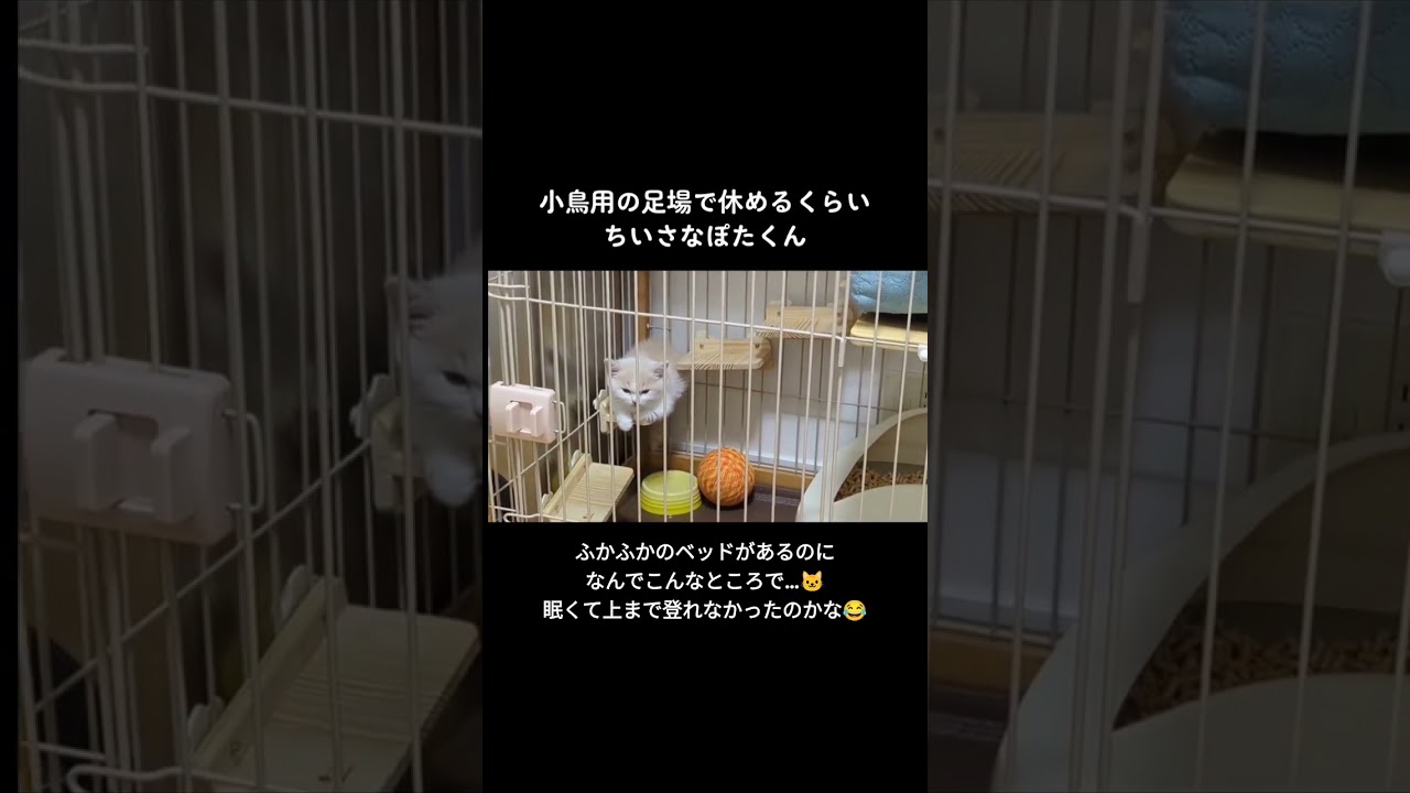 子猫マンチカンのまさかの休憩場所😂 #マンチカン #cat #ぴょんぽた