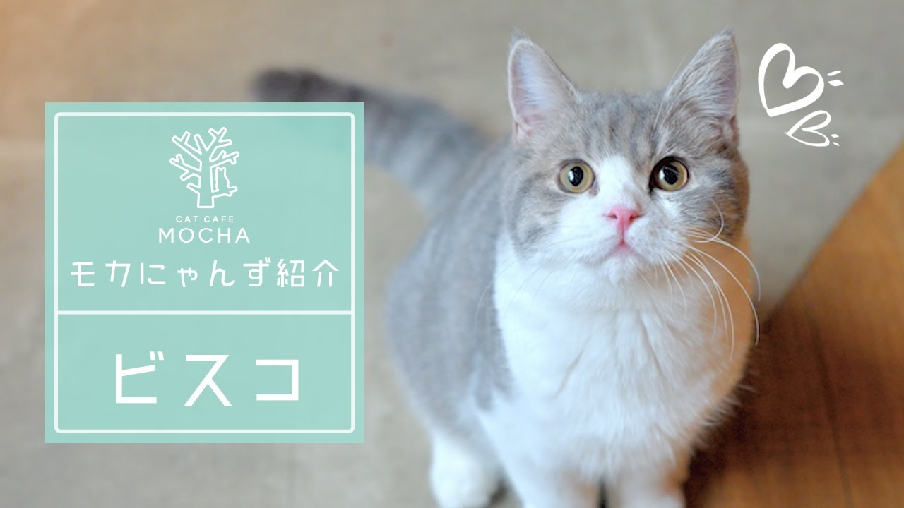 ビスコ（スコティッシュフォールド♂）新宿店