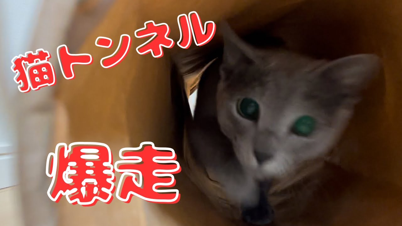 カサカサ音もたまらない！紙製猫トンネルで興奮気味なかわいい猫【ロシアンブルー】