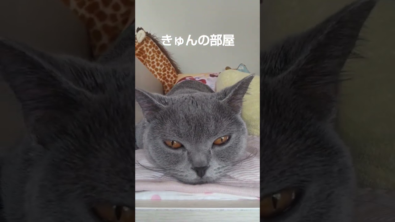 ぐっすり#ブリティッシュショートヘア#猫#shorts