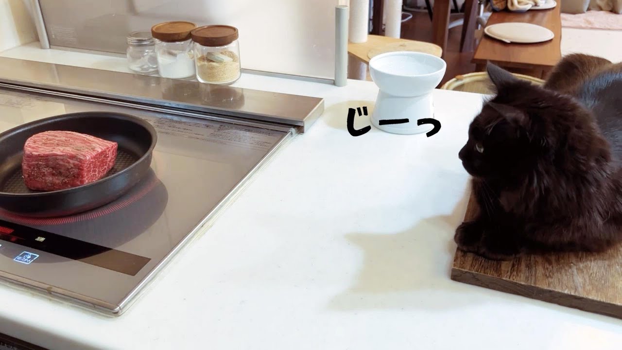 料理を始めると真剣な顔で見てくる猫が可愛すぎた　706話