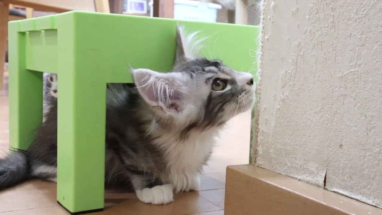 シルバープリンスメインクーン子猫のクリストフ君