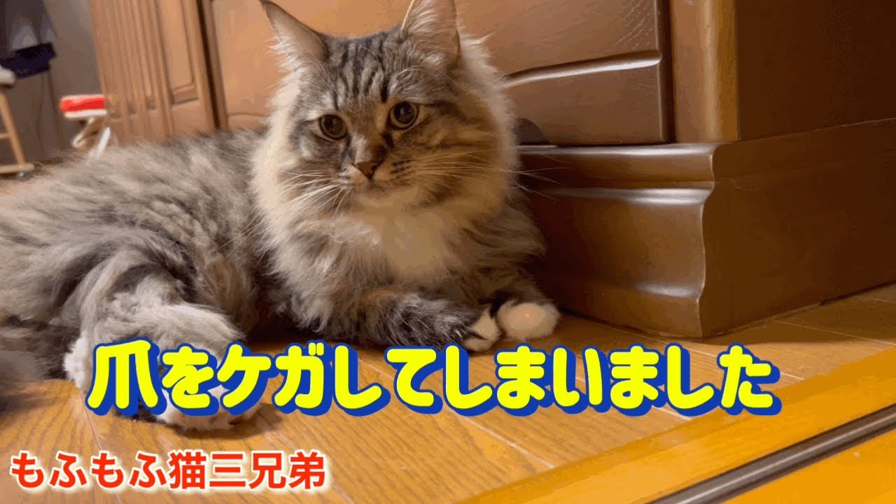 爪をケガしてしまったラガマフィンのテンちゃん、朝起きたら大変な事になっていました。