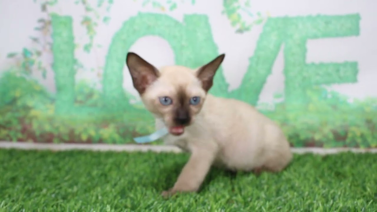 Coo&RIKU　No608264　シャム