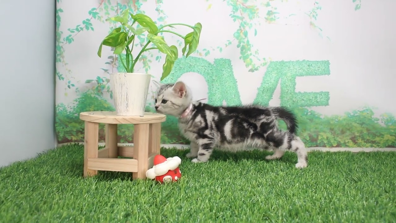 Coo&RIKU　No624226 アメリカンショートヘアー