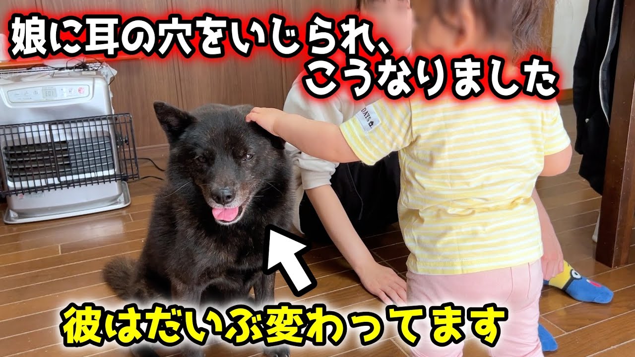 娘に耳の穴をイジられた愛犬の反応がおかしい