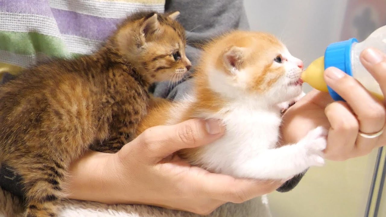 【ふたりぼっちで保護された子猫】腹ペコの子猫がミルクを待ちきれなくてママのお膝の上に【赤ちゃん猫　保護猫】