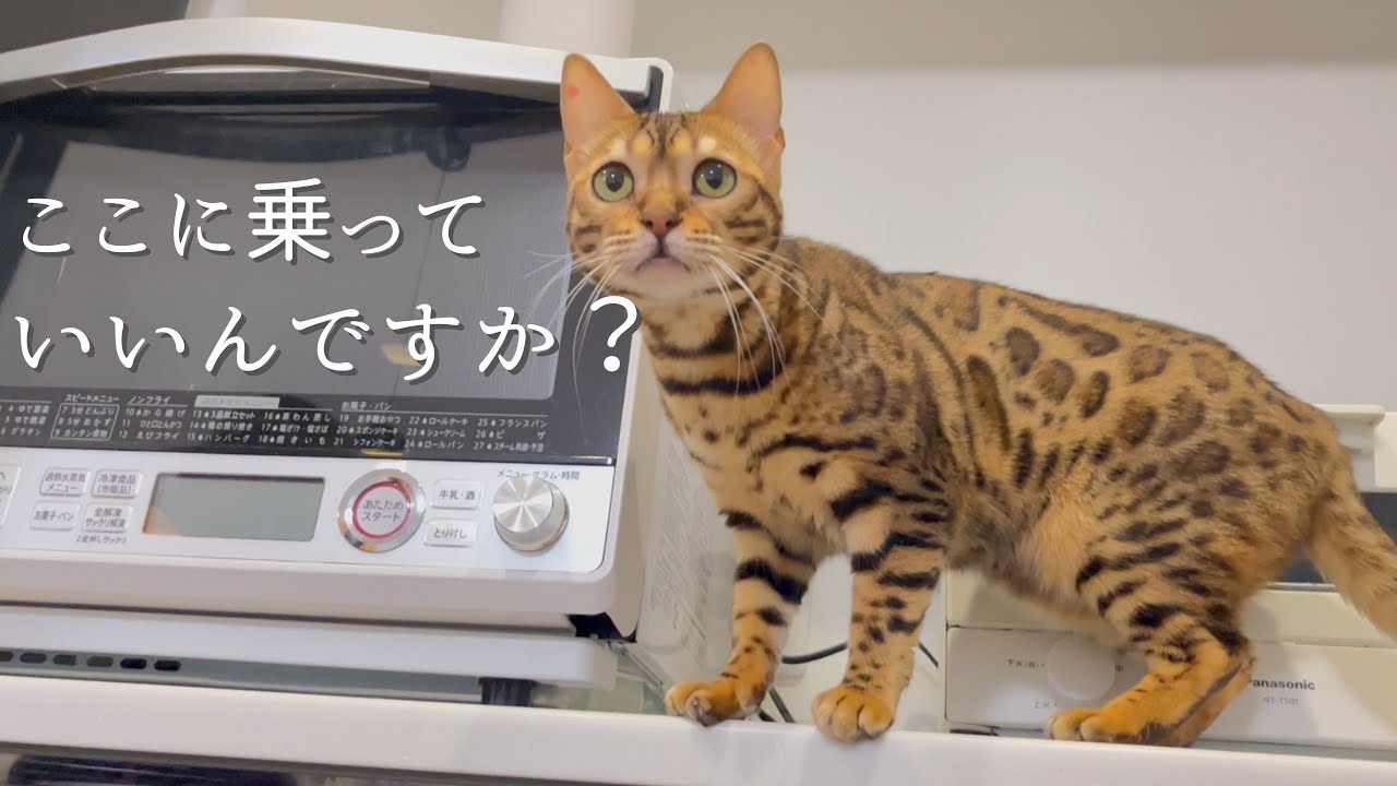 【ベンガル猫】ママについて行ったらキッチンに乗せてもらえました。