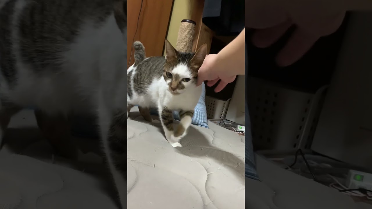 保護猫ボンベイ、ビビリな甘えん坊#ねこ#ネコ#猫#保護猫#かわいい#かわいいねこ#いやし#いやしねこ#五島#五島列島#福江島#長崎#cat#cute#meom#保護猫活動#ビビり##甘えん坊