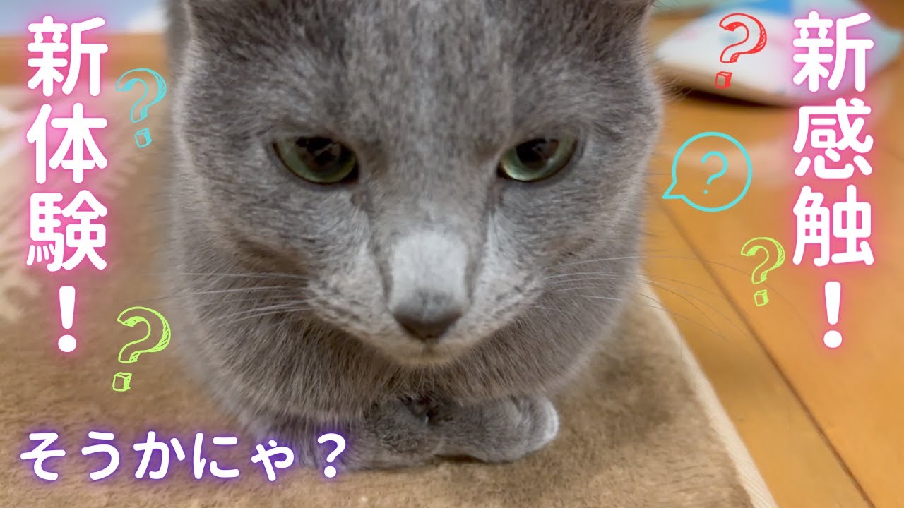 新感覚を教えてくれた猫（ロシアンブルー）