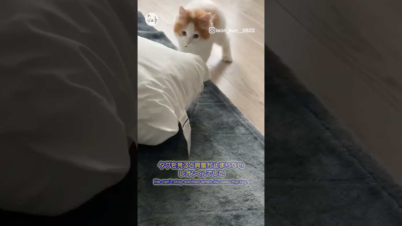 止まらない興奮🐈スコティッシュフォールド子猫「レオンくん」！I can't stop the excitement！ #猫王国 #スコティッシュフォールド #catlovers
