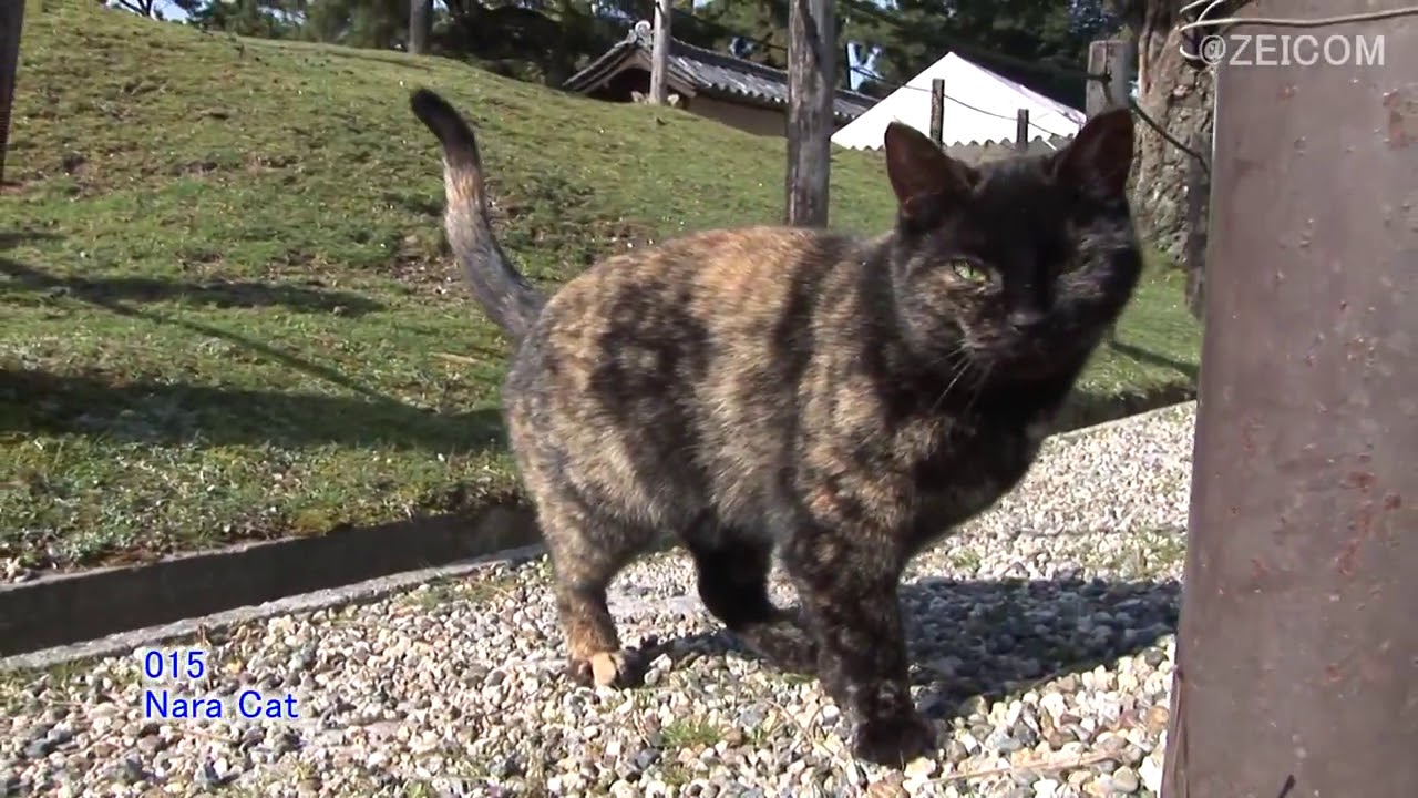 Japan Cat Trip, Nara-Day 2(1) / 日本猫旅,奈良-2日目(1)