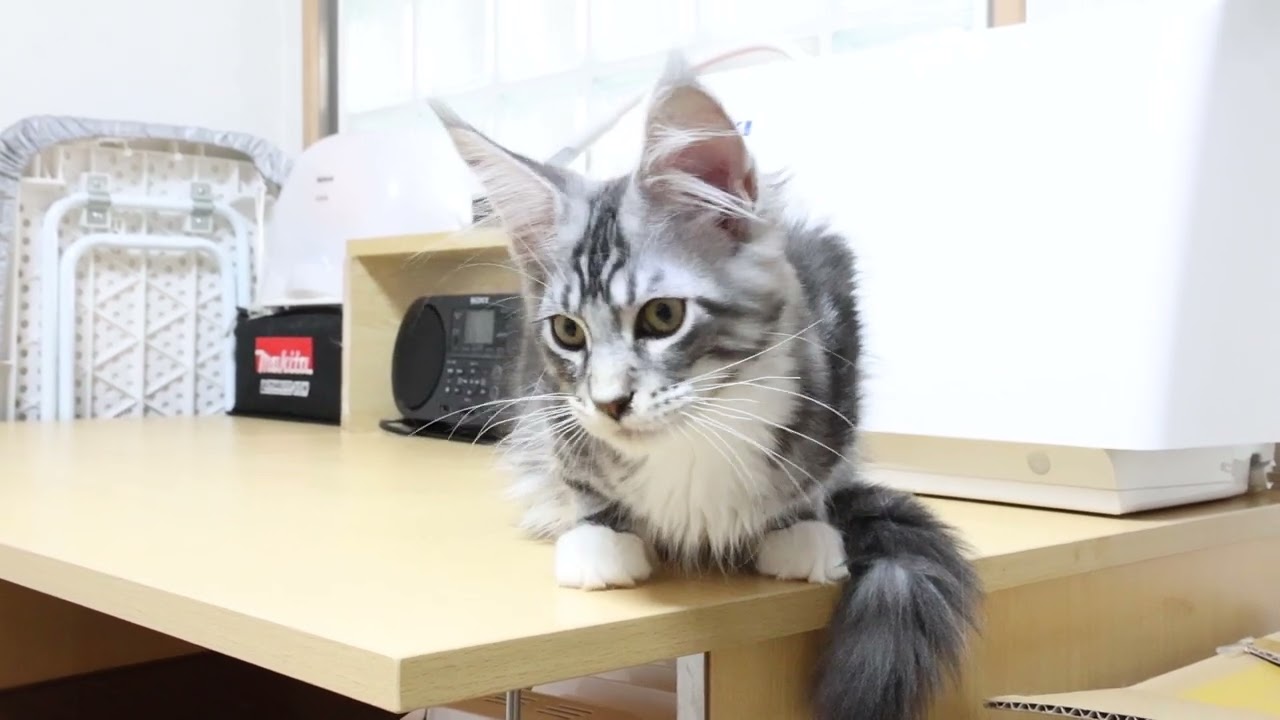 シルバー王子メインクーン子猫のノエル君