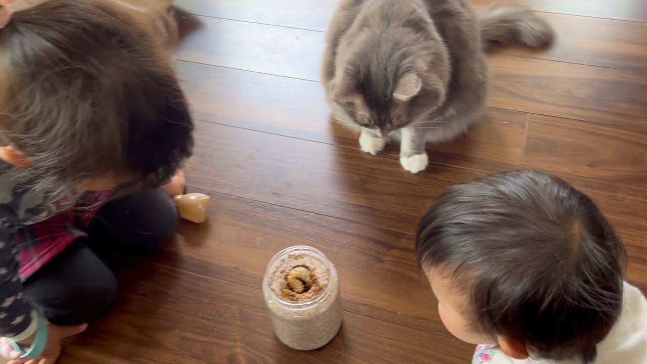 子供達と一緒にオオクワガタの幼虫を観察する猫　ノルウェージャンフォレストキャット　A cat observing stag beetle larvae with children