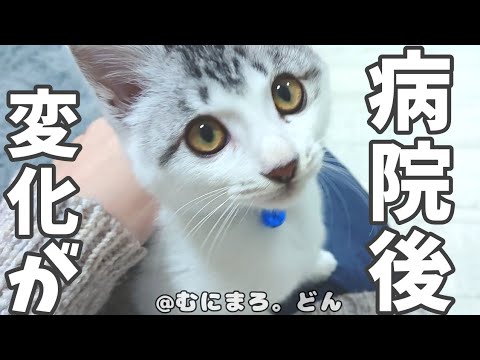 子猫が病院から帰ってきたら、このようになりました…。【保健所から家猫へ】
