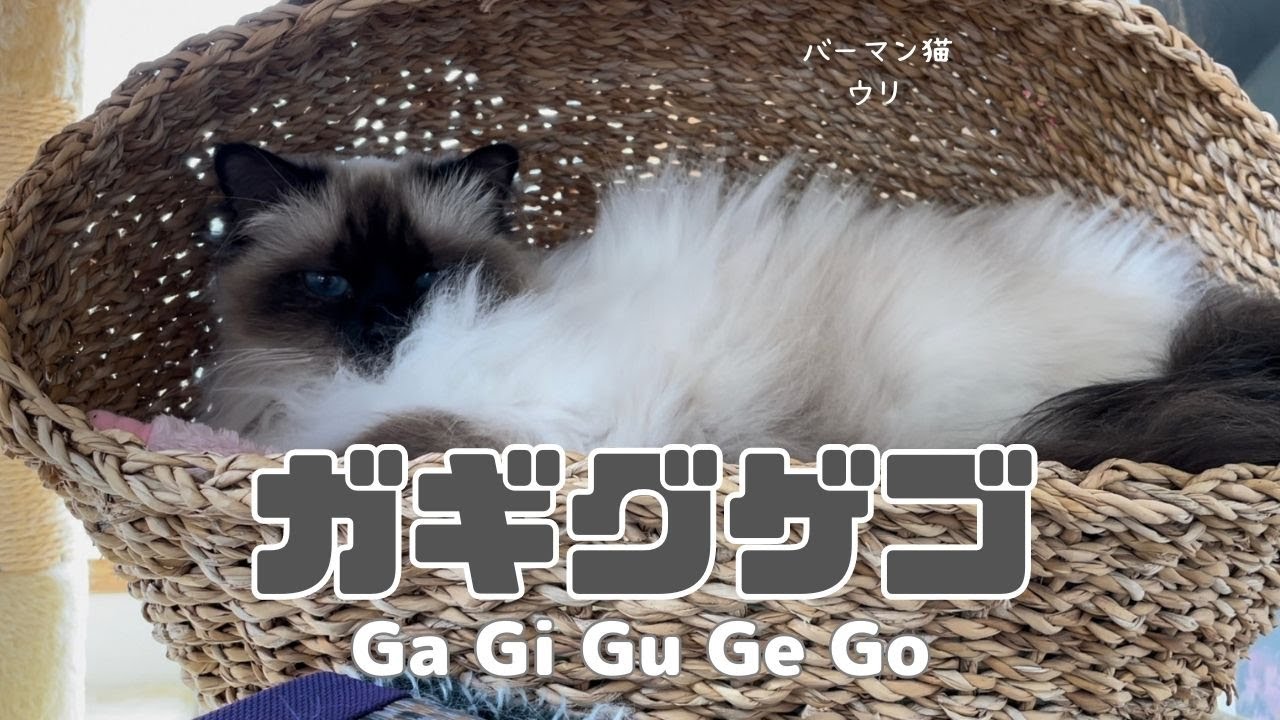 バーマン猫ウリ【ガギグゲゴ】Ga Gi Gu Ge Go（バーマン猫）Birman/Cat