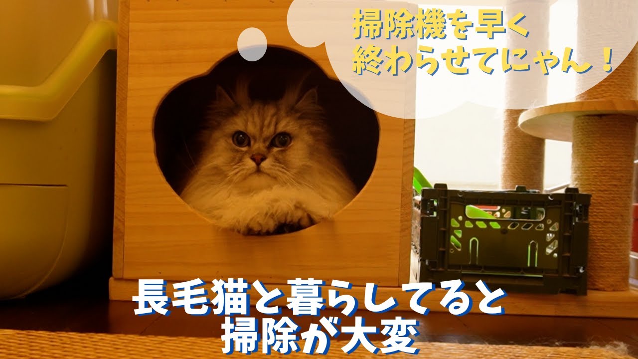 猫と一緒に掃除｜ラガマフィンのラガさん