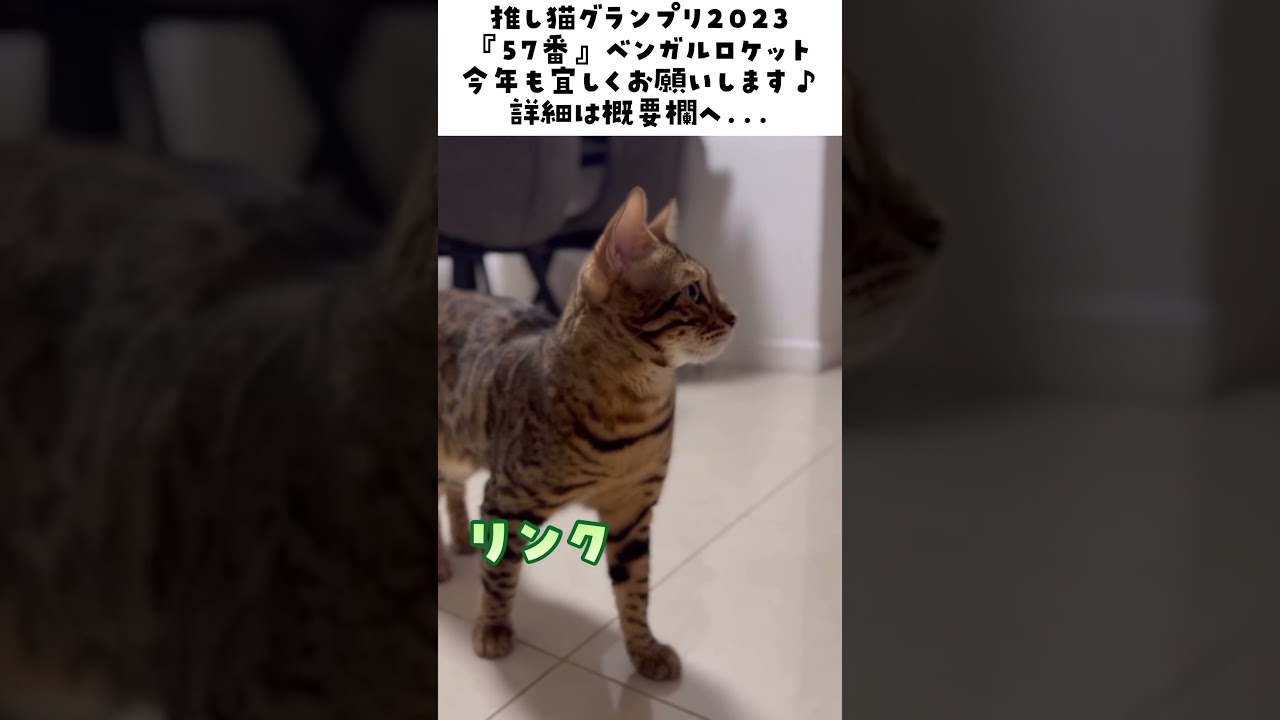 推し猫グランプリ2023今年も宜しくお願いします！【ベンガル スフィンクス猫】