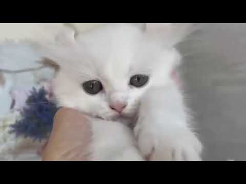 アメリカンカール　女の子♫