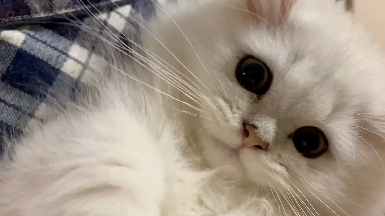 【ペルシャ猫】子猫時代をチラッと振り返ったら可愛すぎた❗️